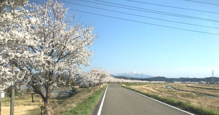 加茂市内を流れる加茂川沿いの桜風景