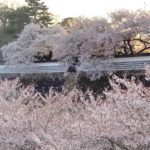 金沢市小将町、春には満開の桜が美しく咲く金沢城址の風景