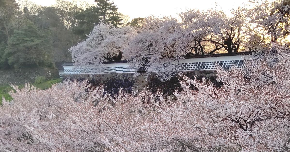 金沢市小将町、春には満開の桜が美しく咲く金沢城址の風景