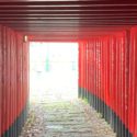 鹿屋市新栄町、トンネルのように立ち並ぶ神徳稲荷神社の千本鳥居