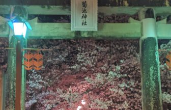 菊池市隈府、桜の名所として知られる、菊池神社参道の夜桜風景