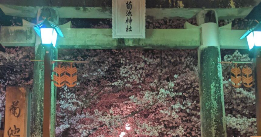 菊池市隈府、桜の名所として知られる、菊池神社参道の夜桜風景