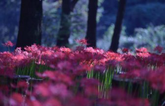 桐生市黒保根町、50万株もの彼岸花が咲く八木原の里