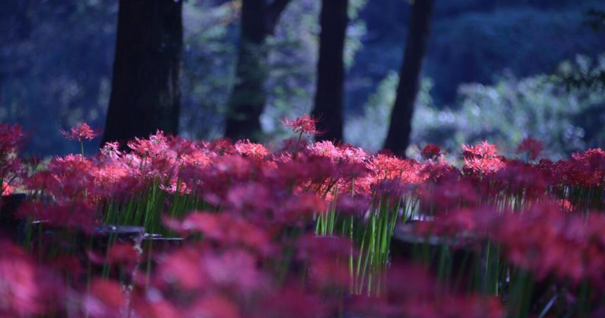 桐生市黒保根町、50万株もの彼岸花が咲く八木原の里