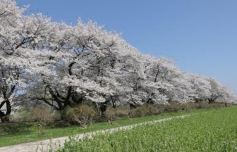 北上市立花、みちのく三大桜名所にも数えられる北上展勝地