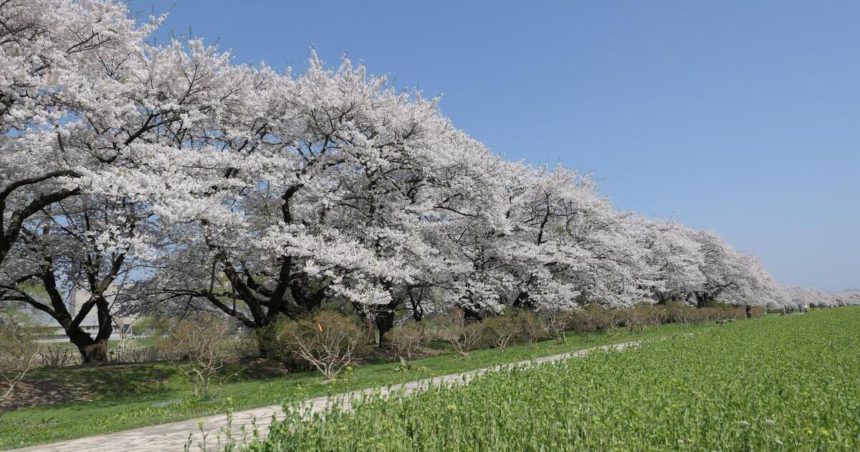 北上市立花、みちのく三大桜名所にも数えられる北上展勝地