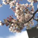 狛江市西和泉2丁目、中央公園に咲く桜の風景