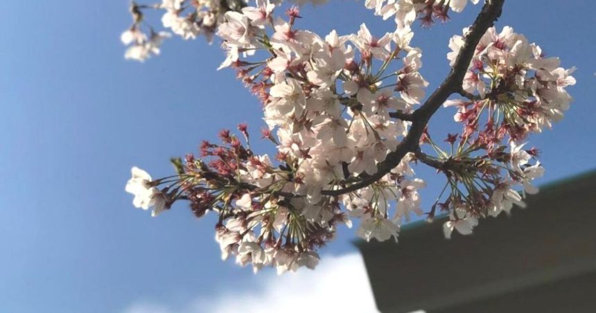 狛江市西和泉2丁目、中央公園に咲く桜の風景