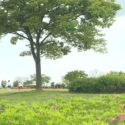 小松市三谷町、白山の麓、加賀平野の美しい自然の中に作られた木場潟公園