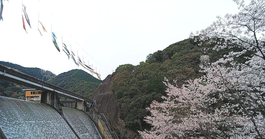 古座川町、七川ダム湖畔に咲く桜と鯉のぼり