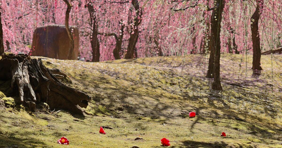 京都市伏見区、春の訪れを告げる城南宮のしだれ梅と椿の景色