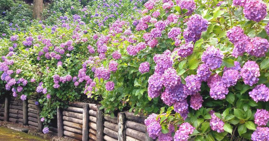 牧之原市勝俣、紫陽花の名所としても知られる秋葉公園の風景