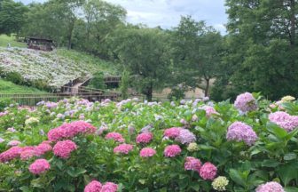 まんのう町吉野、約2万本の紫陽花が咲き、あじさい祭りも行われている国営讃岐まんのう公園のあじさい苑