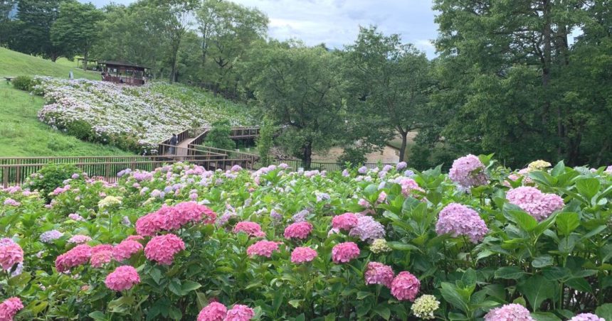 まんのう町吉野、約2万本の紫陽花が咲き、あじさい祭りも行われている国営讃岐まんのう公園のあじさい苑