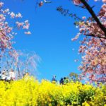 松田町松田惣領、西平畑公園の桜と菜の花