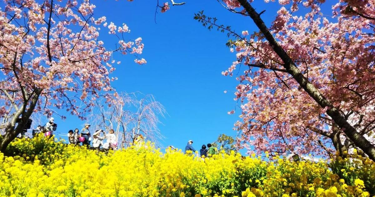 松田町松田惣領、西平畑公園の桜と菜の花