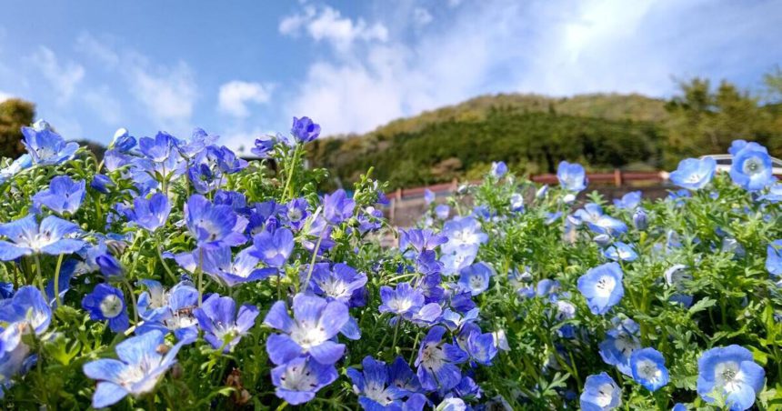 松田町、西平畑公園の奥、コキアの里に咲くネモフィラ