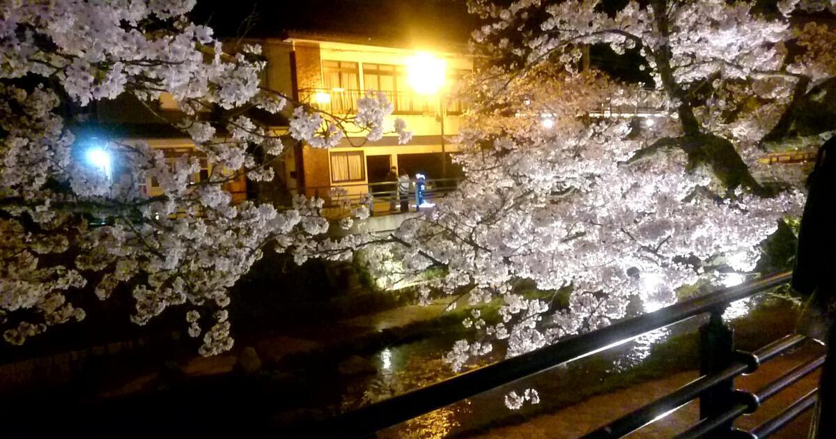 松江市玉湯町、玉造温泉街の夜桜