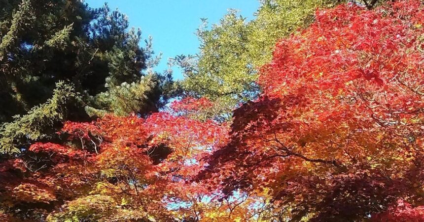 芽室町、秋の紅葉風景