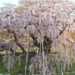 三春町滝桜久保、樹齢は1000年以上、国の天然記念物にも指定されている巨木、三春滝桜