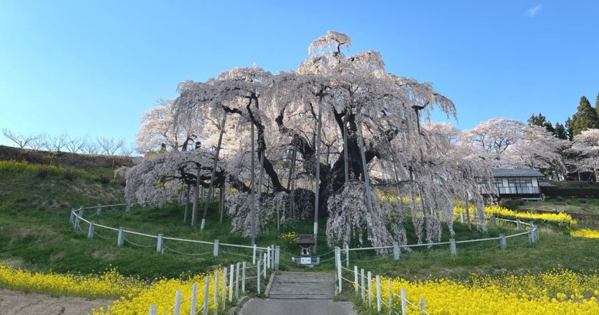 三春町滝桜久保、国の天然記念物にも指定されている三春滝桜