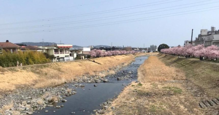 南足柄市の狩川沿い、早咲きの桜として知られる春めき桜