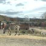 美祢市美東町、マイカーで園内を巡ることができる秋吉台自然動物公園サファリランド