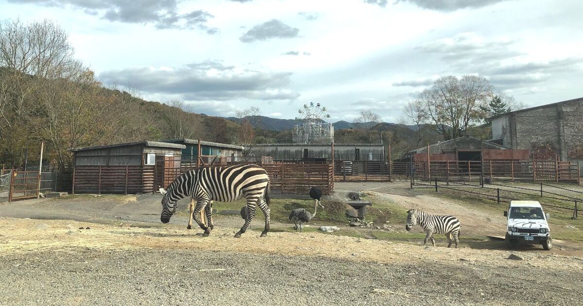 美祢市美東町、マイカーで園内を巡ることができる秋吉台自然動物公園サファリランド