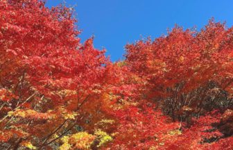 箕輪町長岡、約1万本のもみじが植えられ、秋には紅葉で真っ赤に染まるもみじ湖（箕輪ダム）