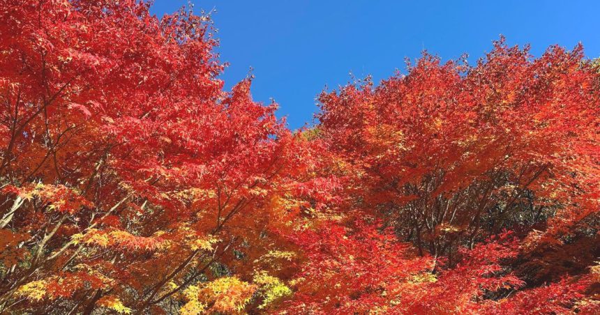 箕輪町長岡、約1万本のもみじが植えられ、秋には紅葉で真っ赤に染まるもみじ湖（箕輪ダム）
