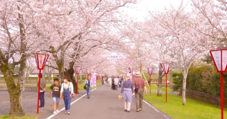 都城市横市町、母智丘公園の桜並木