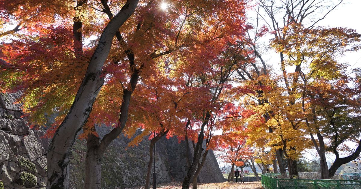 盛岡市内丸、石垣と紅葉の風景が映える盛岡城跡公園（岩手公園）