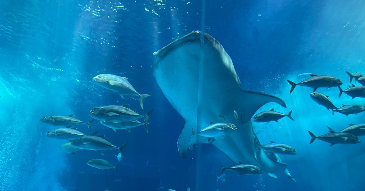 本部町石川、巨大なジンベイザメの展示が有名な沖縄美ら海水族館