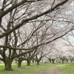 村上市若葉町、三面川中州公園の桜風景