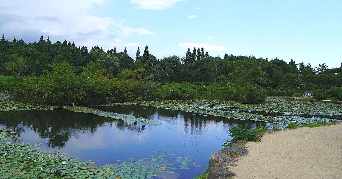 妙高市池の平、湿生植物と白樺に囲まれたいもり池の風景