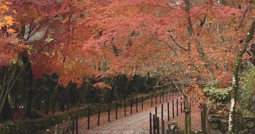 長岡京市粟生、秋には紅葉が石畳を埋め尽くす、光明寺のもみじ参道
