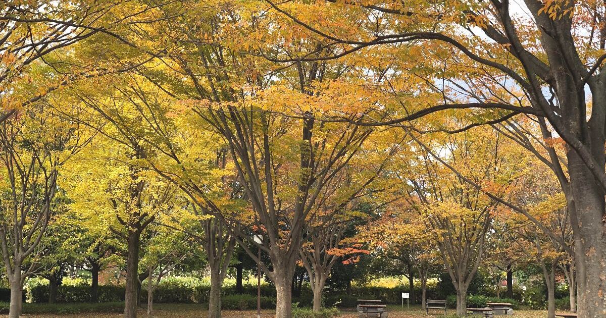 名古屋市中川区服部、地域の子供の遊び場であり、紅葉スポットにもなっている富田公園