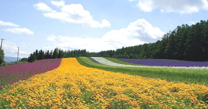 中富良野町、ラベンダー畑を始めとした花々が咲く人気のフラワーファーム、ファーム富田