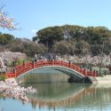 中間市、春には約1000本の桜が咲く垣生公園
