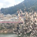 奈良市東端の月ヶ瀬地域、吊り橋で有名な八幡橋と梅の景色