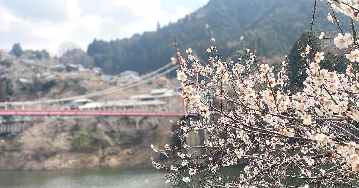 奈良市東端の月ヶ瀬地域、吊り橋で有名な八幡橋と梅の景色
