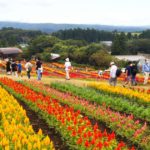 那須町にある那須フラワーワールド、カラフルなケイトウの花畑