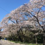 名取市高舘、熊野神社（熊野新宮社）の参道前に咲く春の桜景色