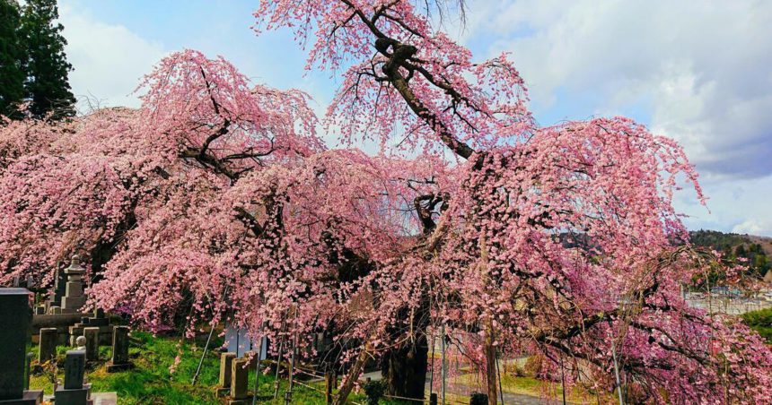 二本松市、長泉寺のしだれ桜