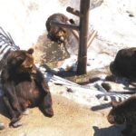 登別市登別温泉町、約70頭のヒグマも住む、ぼりべつクマ牧場の風景
