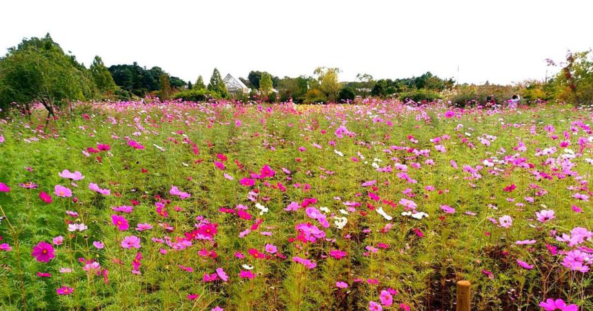 野田市、季節の花々が咲き、アウトドアスポットとしても人気の清水公園