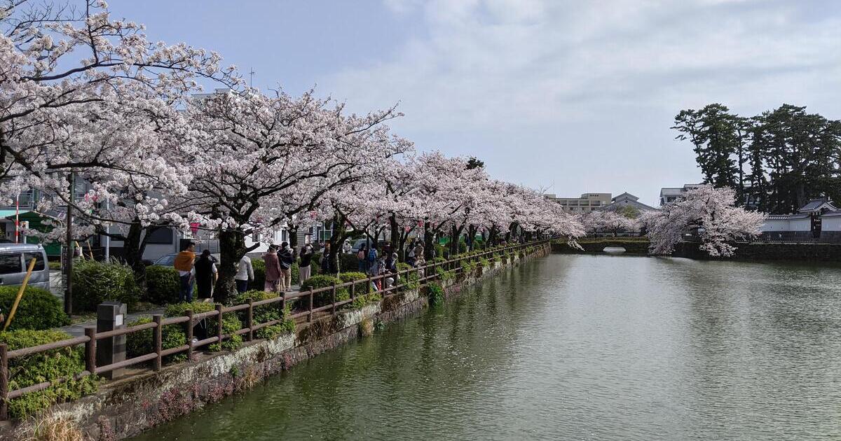小田原市、小田原城址公園のお堀に咲く桜の風景