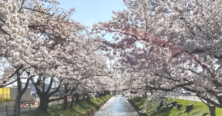 大口町、五条川沿いの尾北自然歩道、約1700本の桜並木