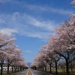 大田原市、野崎第2工業団地の春の桜並木
