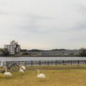 龍ヶ崎市佐貫町、野生の白鳥が飛来する牛久沼水辺公園